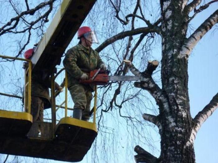 Обрезка деревьев с автовышки
